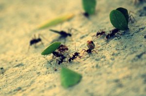 النمل.. عالم عجيب