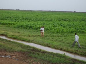 غرق (90) ألف فدان من الأراضي الزراعية بولاية الجزيرة جراء السيول