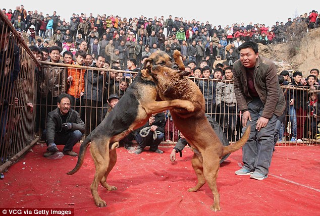 الصين تحتفل بعام الكلاب وتقيم بطولة العالم في العام المقبل