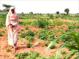 برنامج الغذاء العالمي: 65% من المزارعين في السودان من النساء