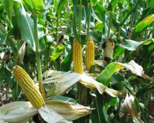 إستقرار في اسعار حبوب الذرة والدخن بإسواق المحاصيل السودانية