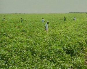 من مفكرة وطن: إصدار يقدم تصوراً شاملاً عن مستقبل الزراعة في السودان
