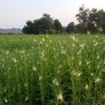 السمسم السوداني يحافظ على سعره عالمياً