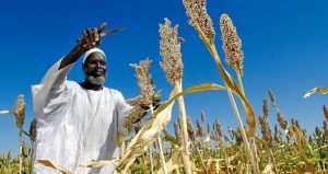 تطور صناعة طحن القمح خصماً على تطور صناعة طحن الذرة في السودان