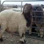 المعاشيون : منحة العيد لا تساوي ( كراع خروف)