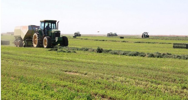 مشروع الجزيرة يصل لإتفاق مع البنك الزراعي لتمويل محصول القمح للموسم الشتوي
