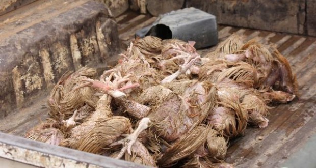 ضبط 7 آلاف طن من الدجاج النافق قبل توزيعها في سوق مايو بالخرطوم