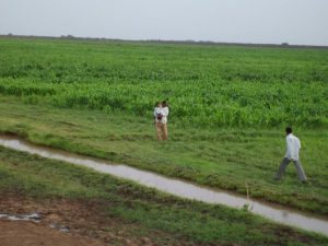 عن مشروع سوبا غرب الزراعي