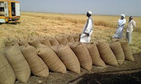 مزارعون بالجزيرة يطالبون بتوفيرالسيولة للبنك الزراعي ليشتري القمح