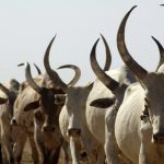 تعدد الرسوم على صادر المواشي يؤثر على المنافسة عالمياً