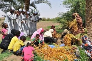 حش التمر : زمان الافراح وموسم الهجرة الي الشمال