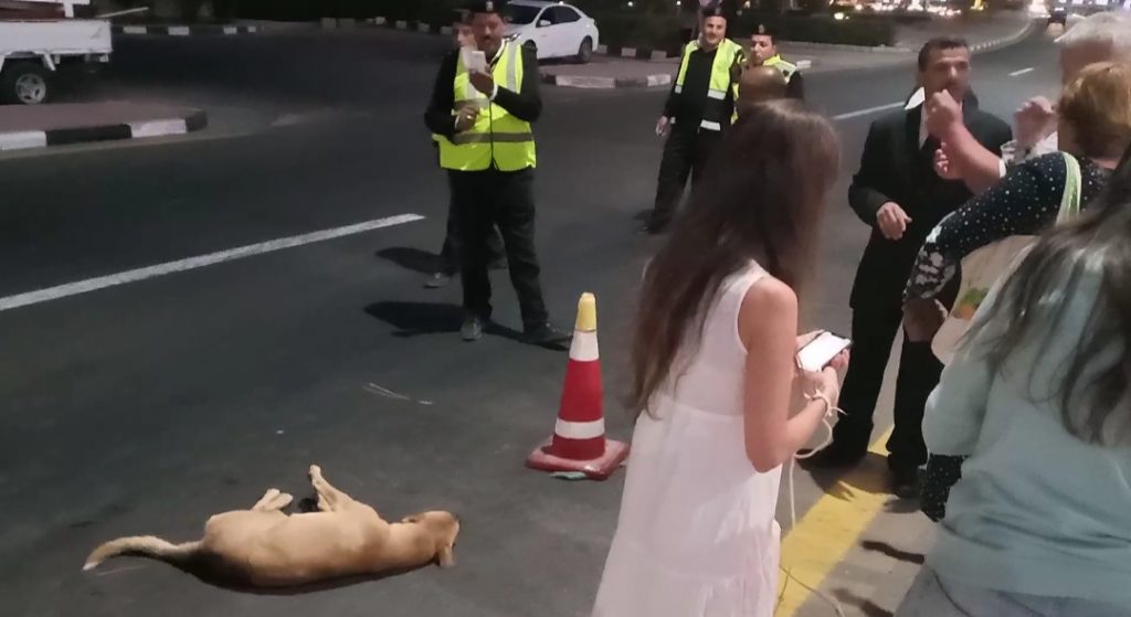 تعاطف اوكرانية مع كلب بلدي صدمته سيارة يستتفر الأمن والشارع في شرم الشيخ