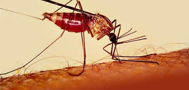 تحذيرات من تفشي الاسهالات والملاريا بولاية الخرطوم