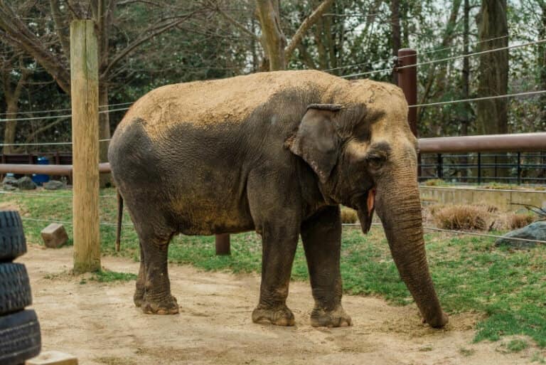 القتل الرحيم و”كورونا” يضاعفان الحزن على الفيل المحبوب “أمبيكا” في واشنطن
