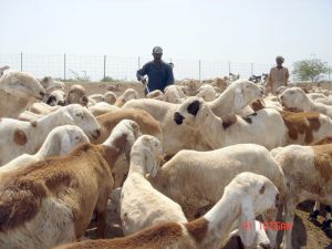 وصول الباخرة ليلى جي ميناء جدة تحمل ١٤٥٦٤ راس من الضان و٢٣ راس من الابل من محجر بشير