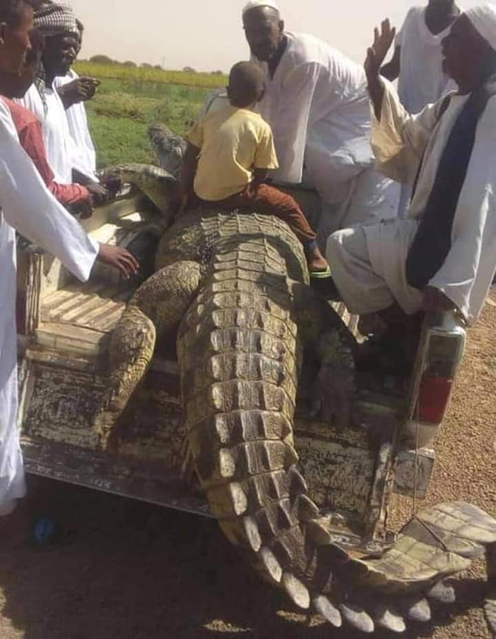 مزارع سوداني يصطاد تمساحاً ضخماً التهم شخصين