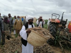 إنطلاق حصاد الذرة بمشروع دلتا طوكر الزراعي