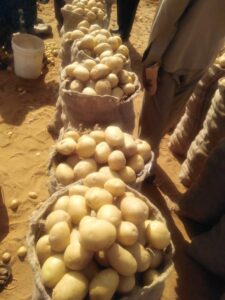 بطاطس مزوعة في قرية شق النوم شمال غرب مدينة بارا علي بعد ٧ كلم منها