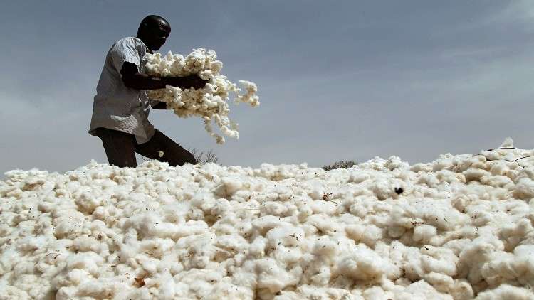 شركة السودان للأقطان تعلن عن السعر التعاقدي لقنطار القطن