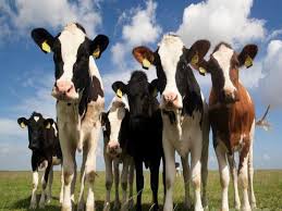 السعودية توقف استيراد الأبقار من ثلاثة دول من بينها السودان