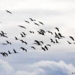 ورشة علمية عن علاقة قطاع الزراعة و الطيور المهاجرة