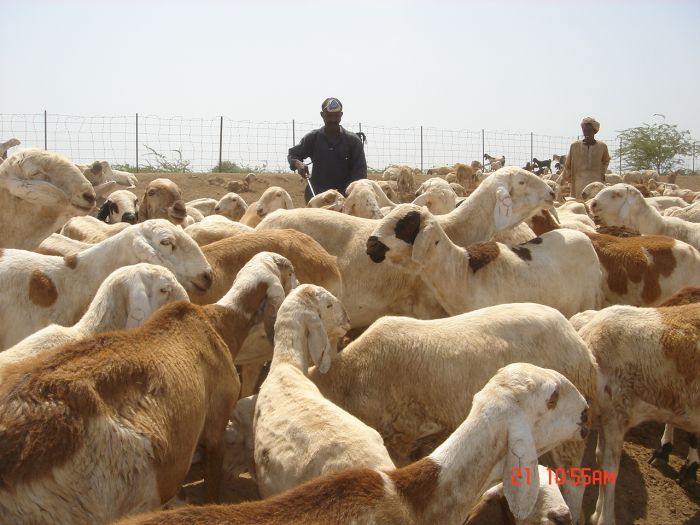 الثروة الحيوانية تمارس الإبتزاز ضد مصدري الماشية بفرضها رسوما غير قانونية