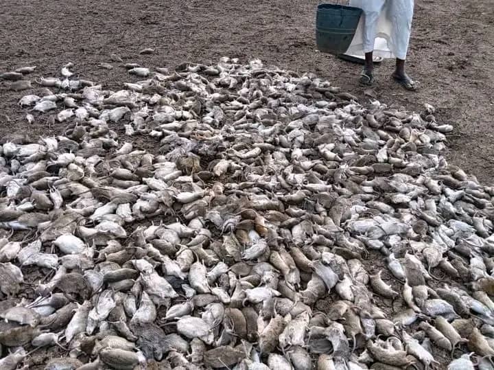 الصحة: لاتوجد عدوى بأمراض منقولة بين الإنسان والحيوان في مناطق نفوق الفئران بالجزيرة