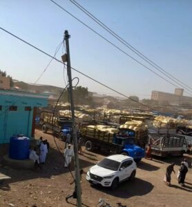 ارتفاع وارد محصول الذرة بسوق القضارف