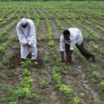تحذيرات من الفاو بشأن فشل الموسم الزراعي المقبل في السودان