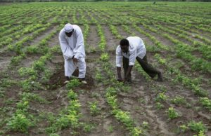 تحذيرات من الفاو بشأن فشل الموسم الزراعي المقبل في السودان تحذيرات من الفاو بشأن فشل الموسم الزراعي المقبل في السودان